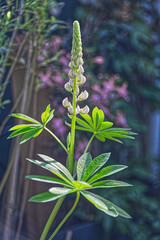 Lupins wild flowers in the field