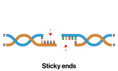 Mechanism of Sticky End Formation: Vector Illustration of 5' Hydroxyl and 3' Phosphate Ends,
Adenine-Rich Overhangs, and Complementary Base Pairing with Foreign DNA Templates