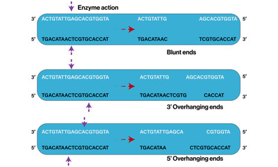 Mechanism of Restriction Endonuclease Action: Vector Illustration of Recognition, Cleavage,
and Ligation Processes for Blunt and Overhang Ends Formation in DNA Molecules