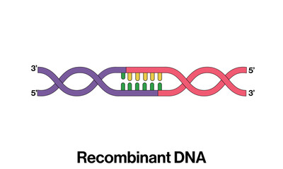 Illustration of Recombinant DNA on White Background Demonstrating Genetic Engineering Techniques for Biotechnology.