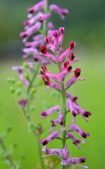 Fumaria officinalis blooms in nature