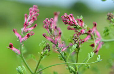 Fumaria officinalis blooms in nature