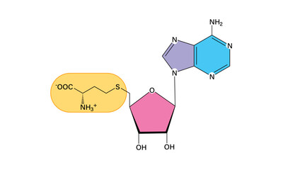 Vector Illustration of S-Adenosyl Methionine (SAM) Molecule: Detailed Labels and Bonds
Representing its Covalent Structure, Functional Groups, and Stereochemistry