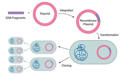 Illustration of Recombinant DNA Technology on White Background Demonstrating Genetic Engineering Techniques for Biotechnology.