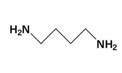 Vector Illustration of Putrescine Molecular Structure, Chemical Compound Diagram, Science Illustration, White Background.