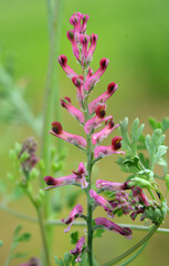 Fumaria officinalis blooms in nature