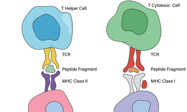 Illustration of T Cell Recognition of Antigen on White Background Showing Immune Response in Immunology Research.