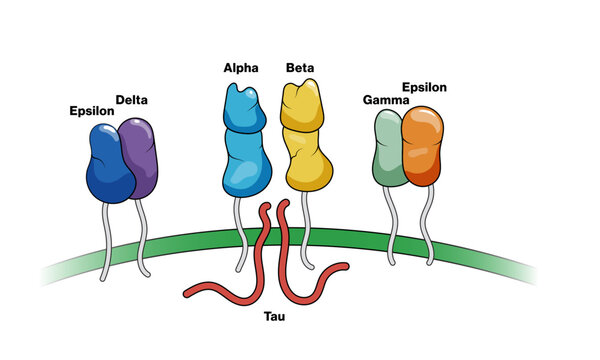 Illustration of Cluster of Differentiation Factor 3 on White Background Demonstrating Cellular Marker in Immunology Research.
