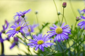 Small dasies in purple and yellow colors