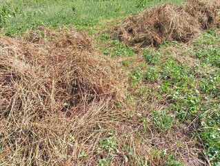 Stacks of dry neat hay on green mowed grass. The topic of preparing fodder for animals for the winter.