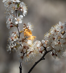 an American Lady butterfly feeds on the blossoms of a plum tree in early spring