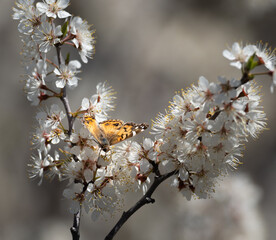 an American Lady butterfly feeds on the blossoms of a plum tree in early spring