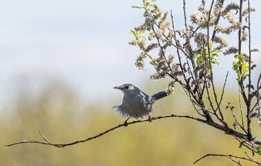 gray catbird perched on a branch under clear skies on a spring day