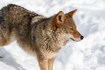 Coyote (Canis latrans) Stands Facing Right Winter