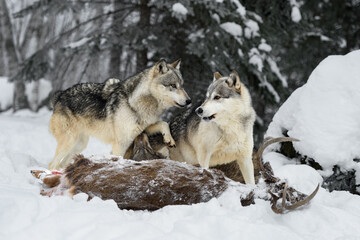 Grey Wolves (Canis lupus) Interact Around Body of White-Tail Buck Winter