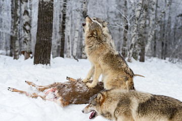 Grey Wolf Pack (Canis lupus) Howls Together Atop Body of White-Tail Deer Winter