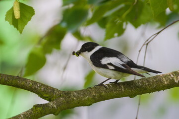 Ficedula albicollis aka Collared Flycatcher male perched on the tree branch. Feeding babies. Insect in the beak.
