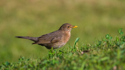 Turdus merula aka Eurasian or Common blackbird female in the grass. Common bird in Czech republic.