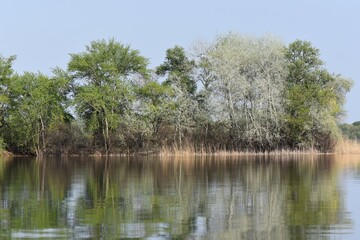 trees in the water