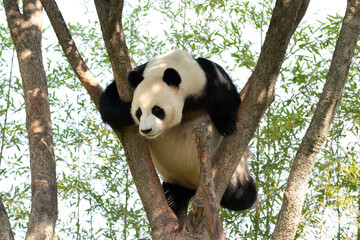 Obraz premium Playful Male Panda, Le Bao, Everland, Korea
