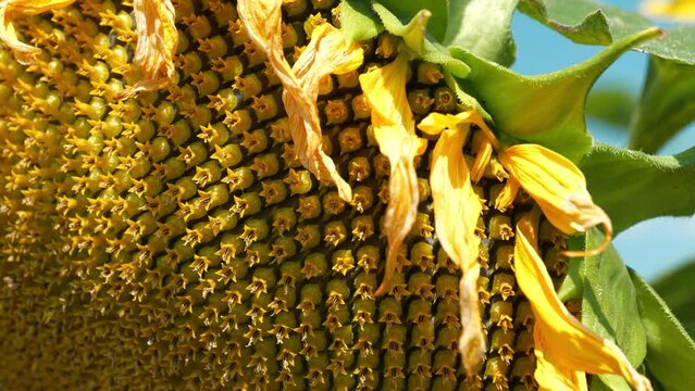 Sunflower seeds. Golden ratio in sunflower ensures most uniform distribution of seeds in basket or head of sunflower. Fibonacci golden ratio in nature and sunflower seeds
