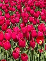 tulips 