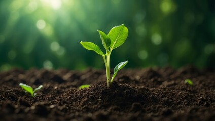 Green seedling in the shape of a cross in a fertile soil with rays of light illustrating concept of...