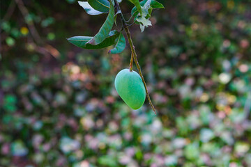 Mango hanging on a beautiful natural background 