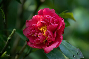 Close up red camelia flower
