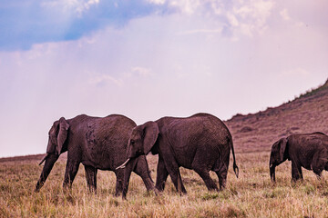 Fototapeta premium herd of elephants in the savannah