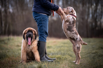 Dwa młode psiaki: leonberger i american bully na spacerze © nitka_zaplatana