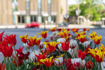 Tulips in the city in a flowerbed with out of focus background. Ottawa downtown street in spring.