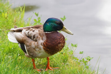 The splendor and vibrant colors of the mallard in its natural habitat; closeup photography whit male wild duck; Anas Platyrhynchos