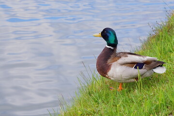 The splendor and vibrant colors of the mallard in its natural habitat; closeup photography whit male wild duck; Anas Platyrhynchos