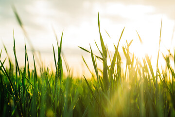 Fototapeta premium Simple background - green fresh grass lawn. Natural meadow swaying by wind blow.