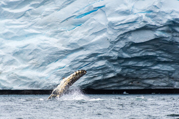 Obraz premium Close-up of the lateral fin of a feeding Humpback Whale -Megaptera novaeangliae - agains the background of a Glacier, near Graham passage and Charlotte Bay on the Antarctic Peninsula