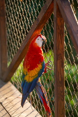 Scarlet macaw bird parrot Costa Rica paradise animal captured 