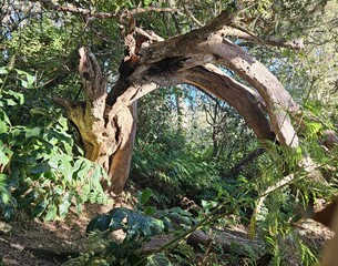 Fototapeta premium Forest