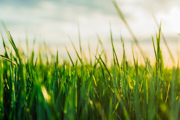 Simple background - green fresh grass lawn. Natural meadow swaying by wind blow.