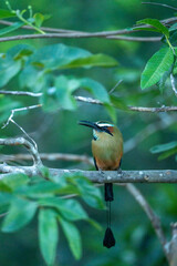 Turquoise browed Motmot bird tropical Costa Rica
