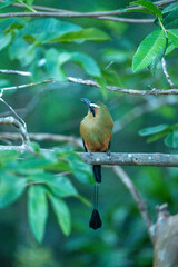 Turquoise browed Motmot bird tropical Costa Rica