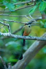 Turquoise browed Motmot bird tropical Costa Rica