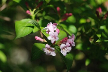 Obraz premium pink flowers