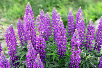 Purple violet lupine flowers growing in natural wild conditions in the mountains Botanical Garden Lupinus greeting card
