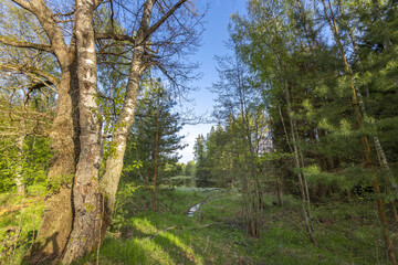 spring landscape with bright sunlight, peaceful nature in the evening light