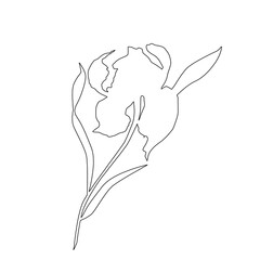 Iris flower, line art vector.