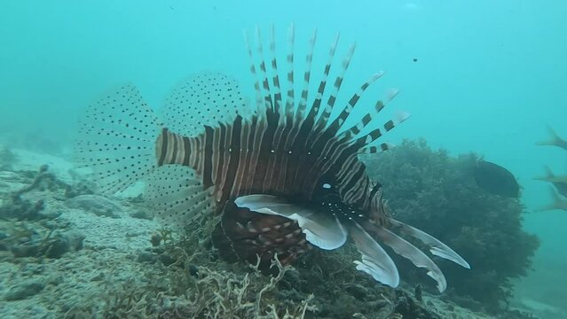 Lionfish (Pterois) moves slowly in profile, close-up on its spines and fins. See more invasive predator and venomous fish content in my portfolio.