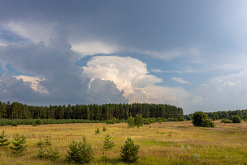 Fototapeta premium A serene field blanketed with lush green grass and dotted with tall trees, stretching under a dramatic cloudy sky.