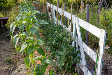 Rang de  tomate le long d'une palissade en bois ombragée par un rang de tournesol