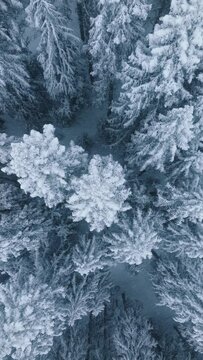 Vertical Screen: A Stunning Aerial View of Dense Forest under a Blanket of Fresh Snow in Washington, Highlighting the Serene Winter Atmosphere. 4K Footage. 
